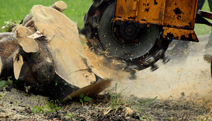 Stump Grinding with more depth perception. Grinding a fallen tree stump in Florida
