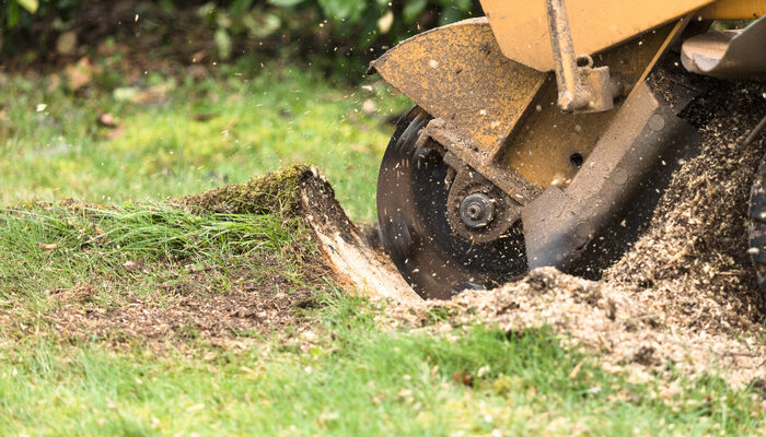 Landscape business owner using Stump grinder cutting grass
